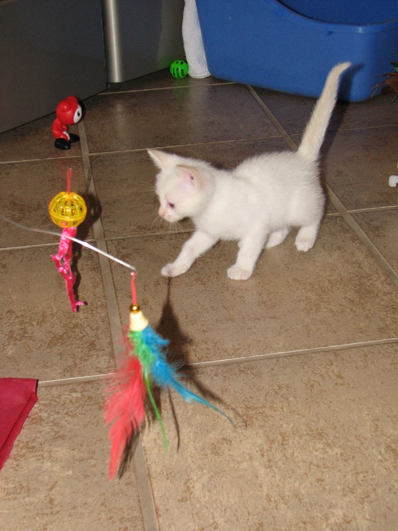 2009/09(September)/New_Kittens/800x600_20100206 414.JPG